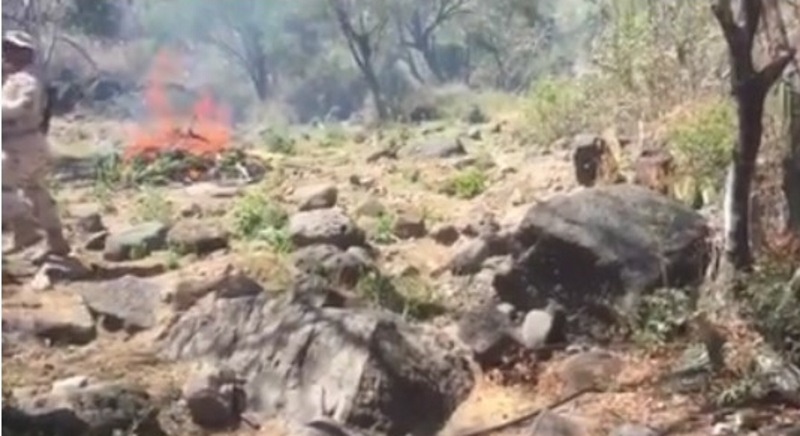 Ejército destruyó plantíos de marihuana en Comondú