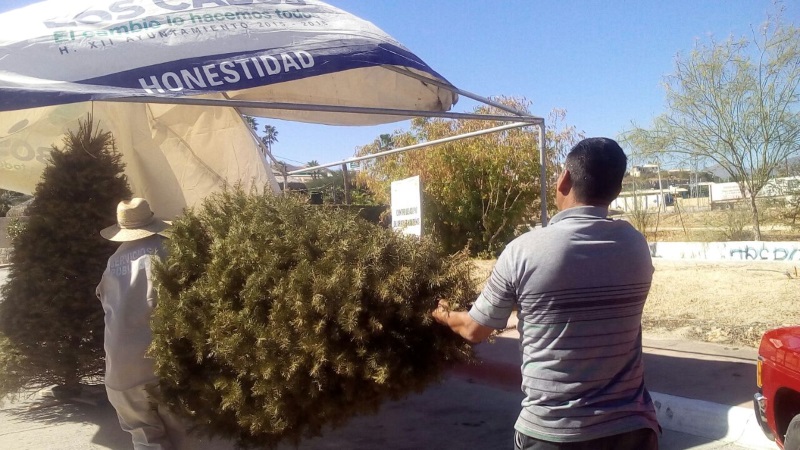 Continúa intercambio de árbol navideño por árbol para reforestar