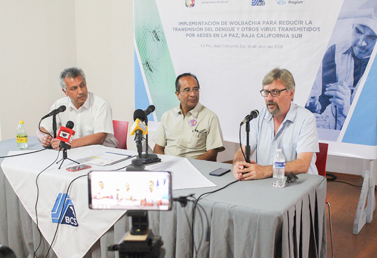BCS a la vanguardia en prevención del dengue, zika y chikungunya en el método wolbachia