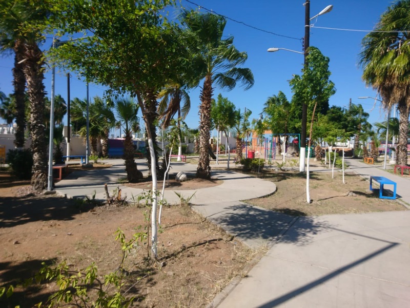 En La Paz, se trabaja en el mantenimiento de parques y jardines: MNS