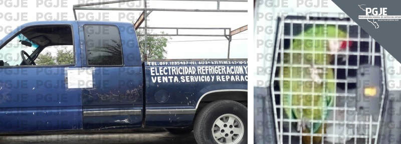 Catean viviendas en La Paz y Los Cabos; aseguran camioneta y una guacamaya