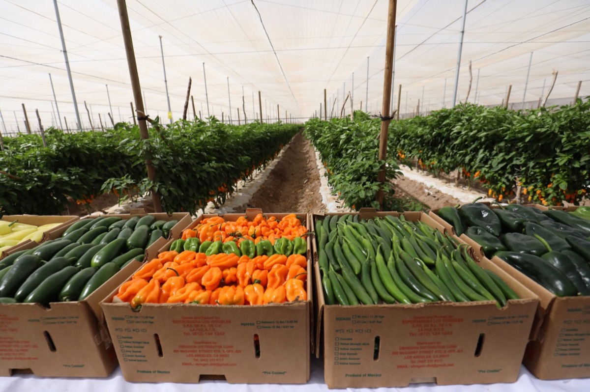 Mantienen su dinamismo sectores productivos primarios de BCS
