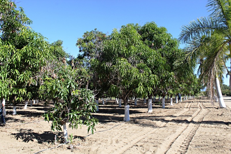 Implementará SEPADA proyecto de reconversión frutícola en BCS