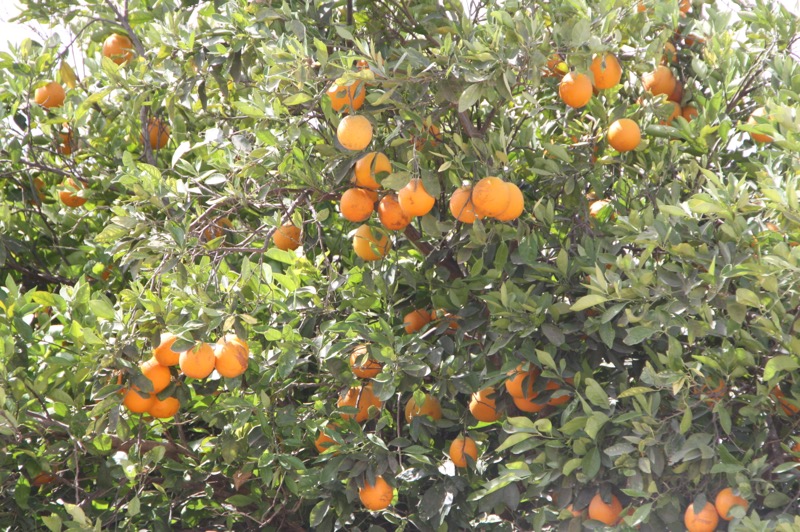 Produce el Valle de Santo Domingo 45 mil toneladas de naranja anualmente