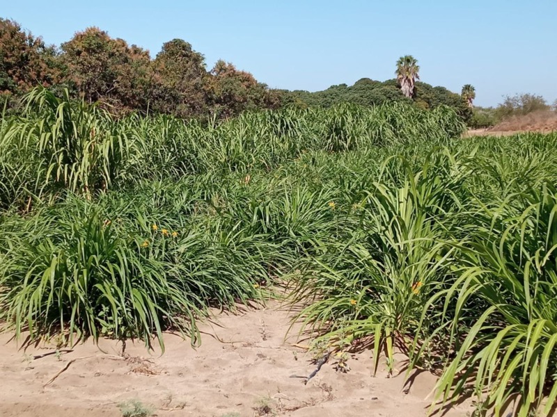 Establecen parcela experimental para la producción de forraje