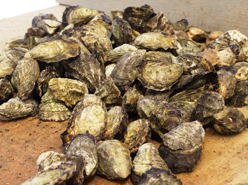 En marcha Parque Acuícola en Laguna Ojo de Liebre