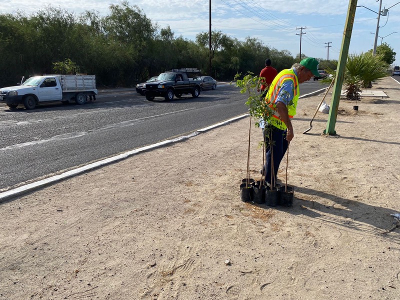 Realiza servicios públicos reforestación en Pino Payas