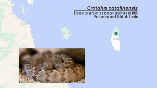 Especies de serpientes importantes para mantener equilibrio ecológico de BCS￼