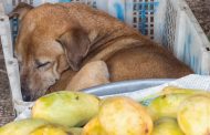 ISJUVENTUD INVITA A PROMOVER CUIDADO DE LAS MASCOTAS