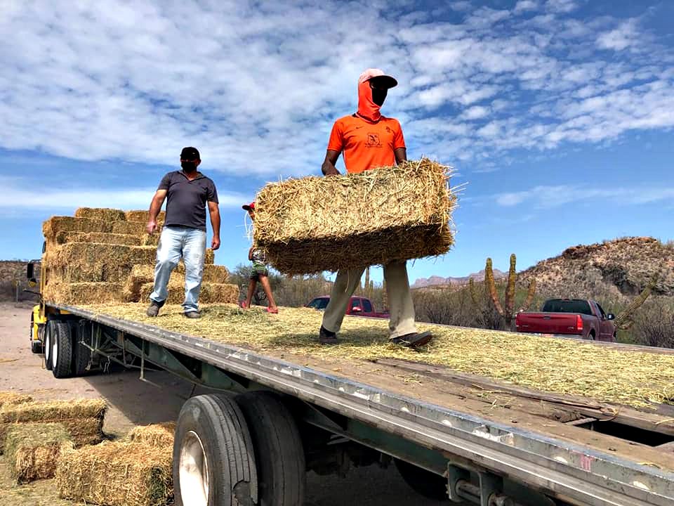 ENTREGA GOBIERNO ESTATAL MAS DE 8 MIL<br>PACAS DE ALFALFA A GANADEROS DE BCS