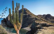 Recursos naturales, principal activo de Baja California Sur