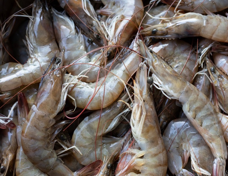 Aperturan  temporada de camarón en el complejo Bahía Magdalena-Bahía Almejas