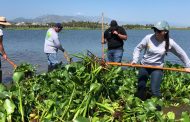 Continúa Dirección de Ecología y Medio Ambiente con el retiro de lirio en el Estero Josefino