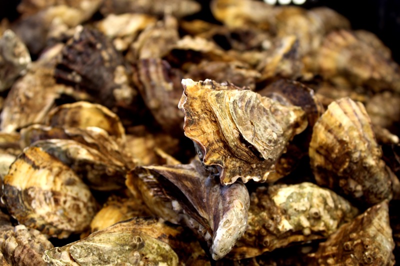 Busca Gobierno del Estado incrementar producción de ostión