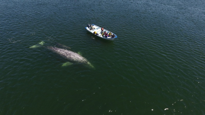 Invita Gobierno del Estado al festival internacional de la ballena gris en López Mateos
