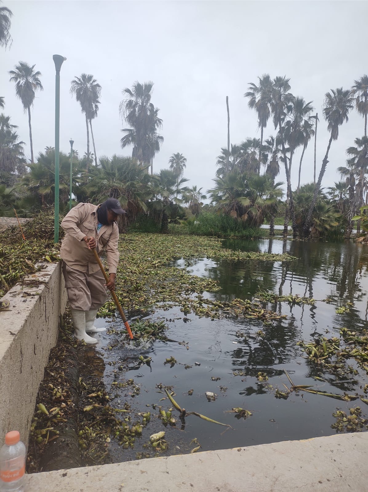 Se extraen hasta 1.2 toneladas diarias de lirio acuático del Estero Josefino