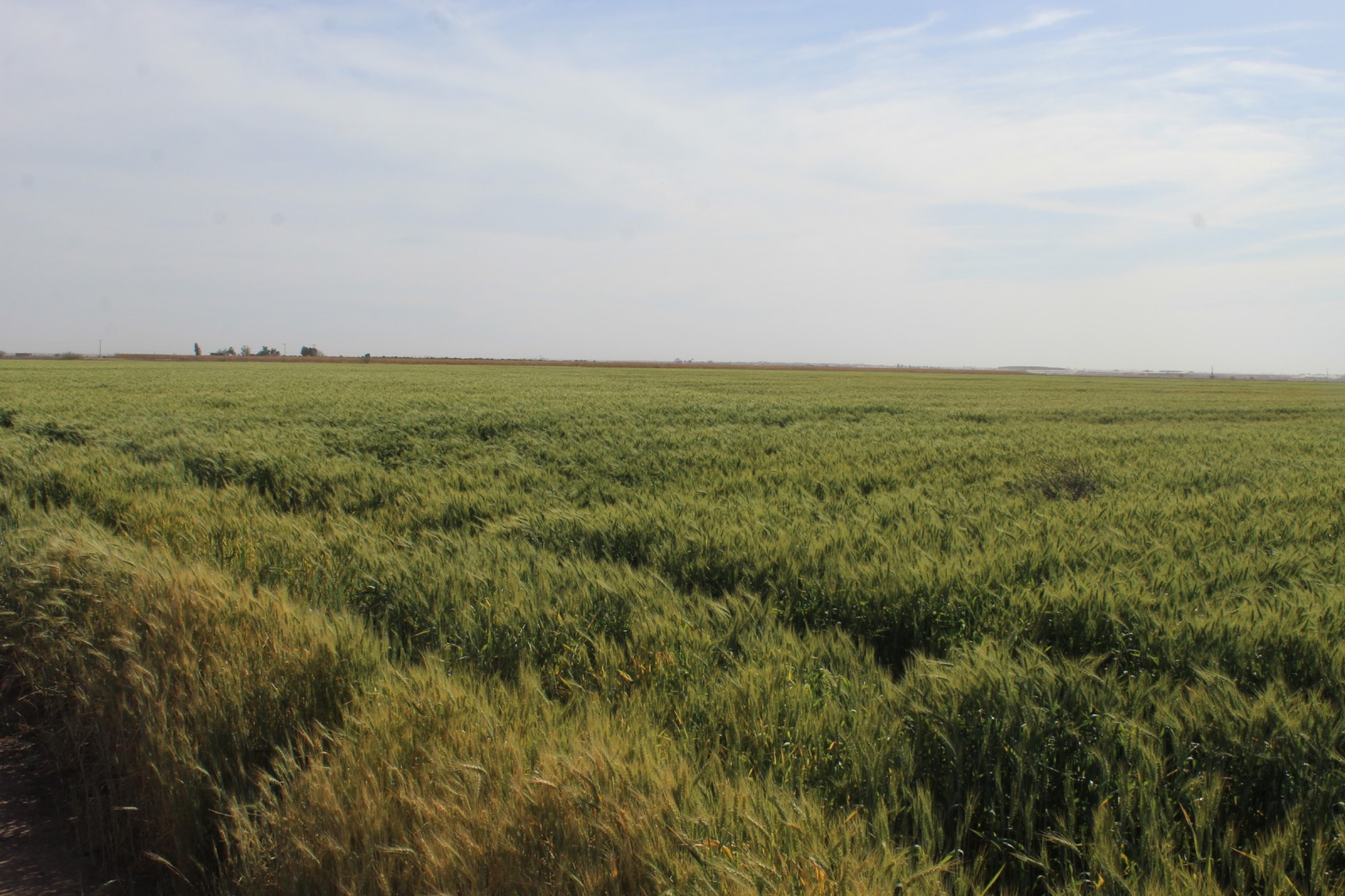 Estiman que cosecha de trigo en el VSD supere las 26 mil toneladas