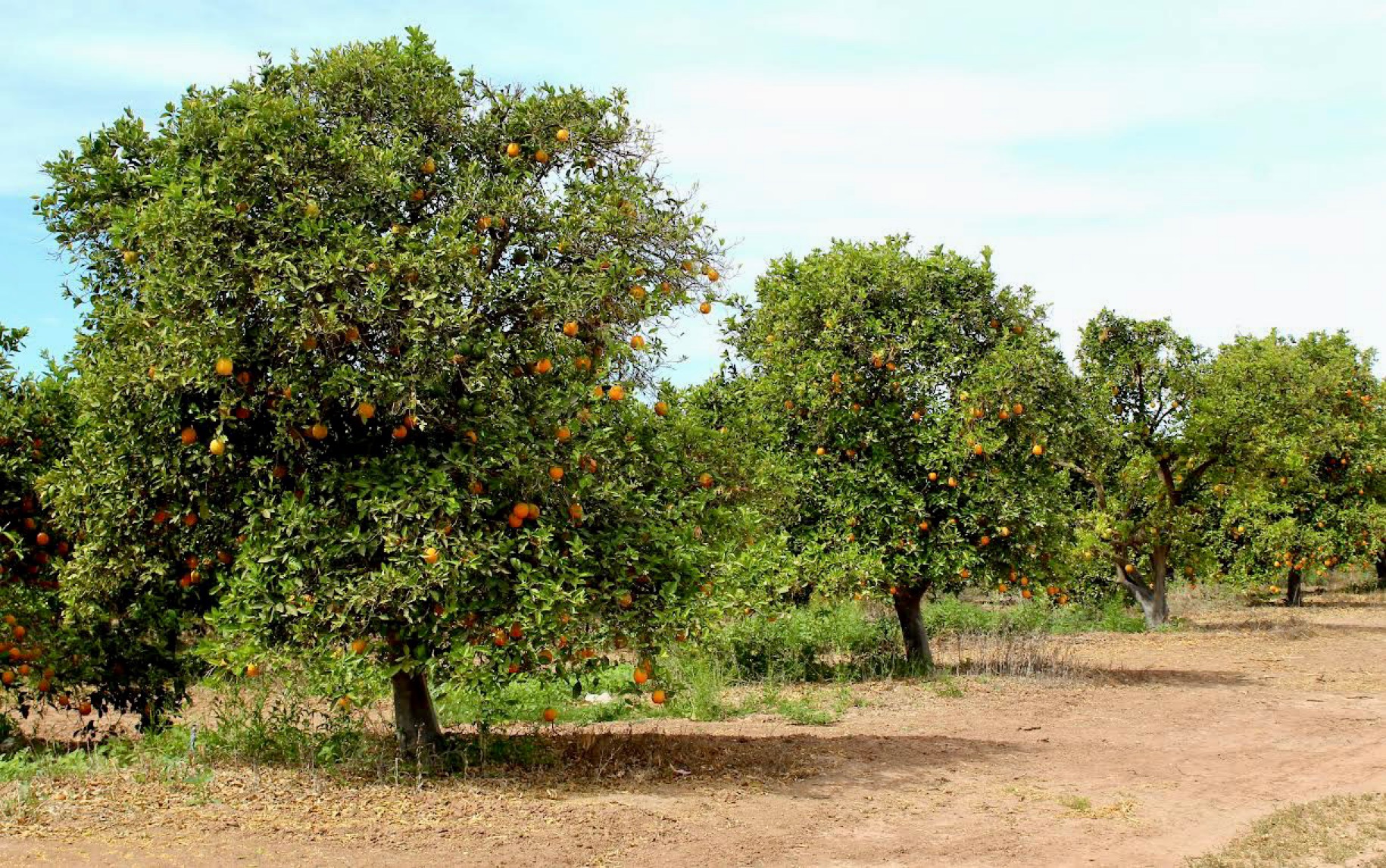 Estiman en 2023 producción de 70 mil toneladas de naranja en BCS