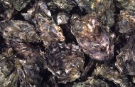 Establece Coepris cierre precautorio para la extracción de moluscos bivalvos en La Paz