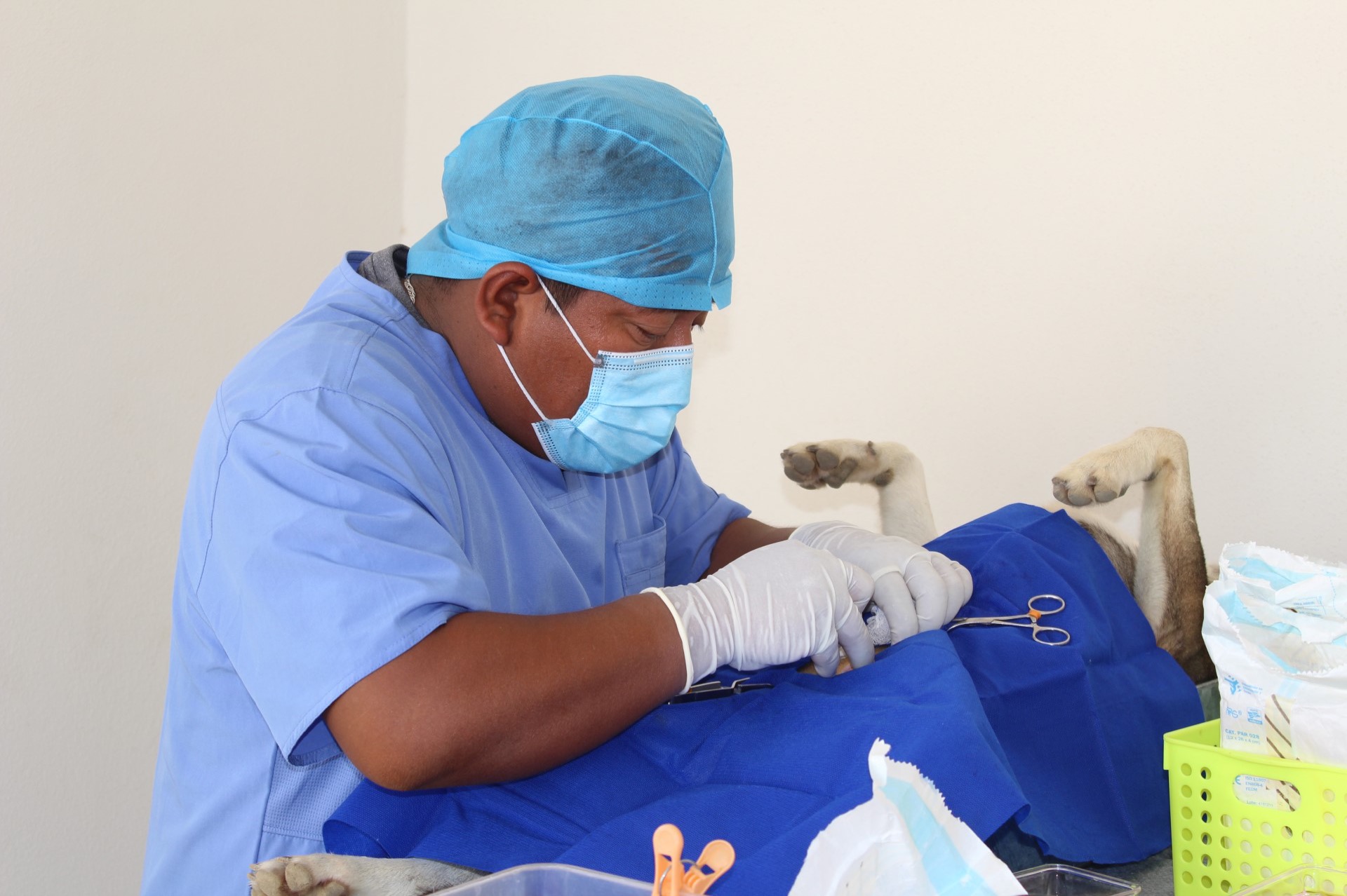 Poco más de 40 mascotas fueron esterilizadas durante jornada realizada en colonia Vista Hermosa, en San José del Cabo