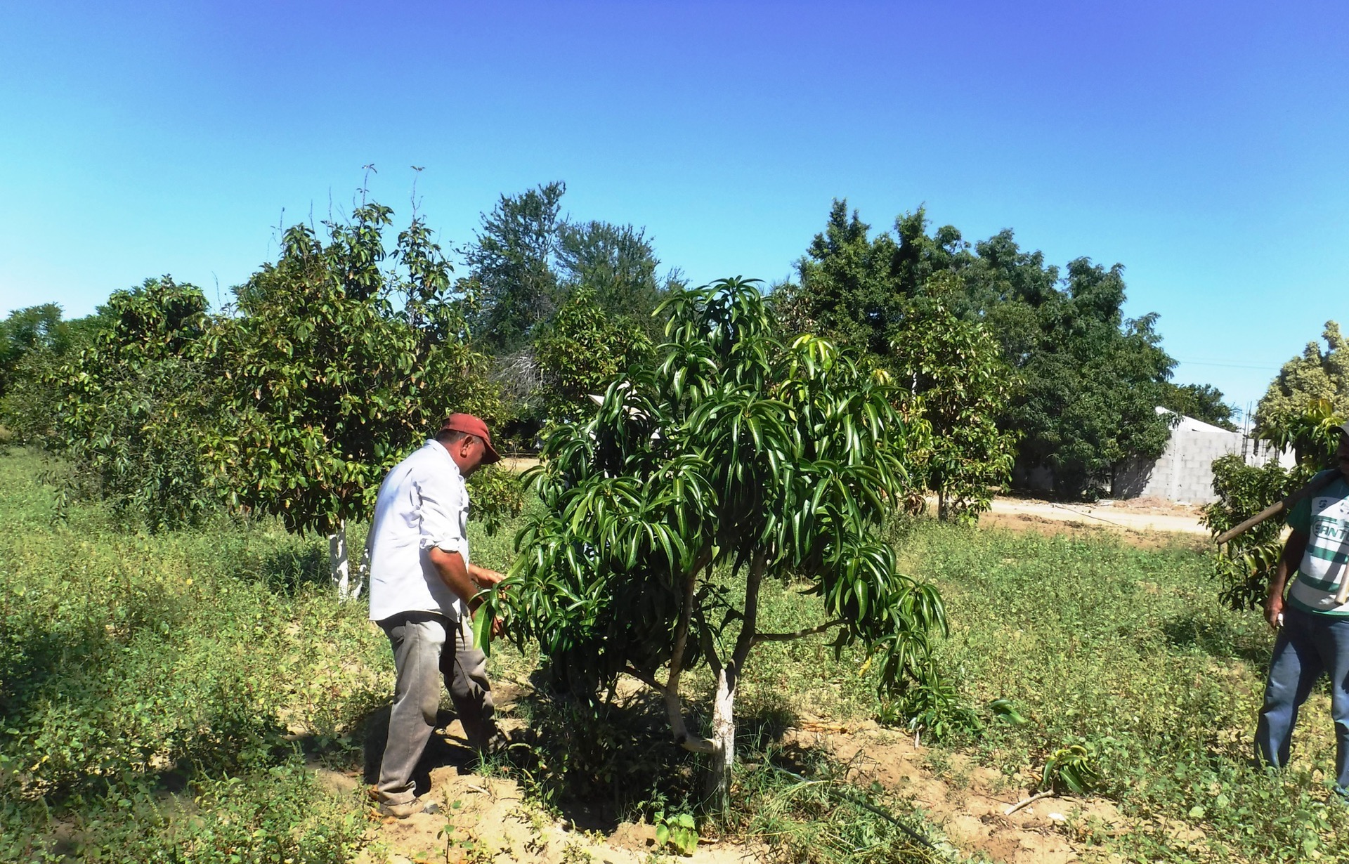 Dona Gobierno del Estado más de 6 mil plantas frutales y de ornato