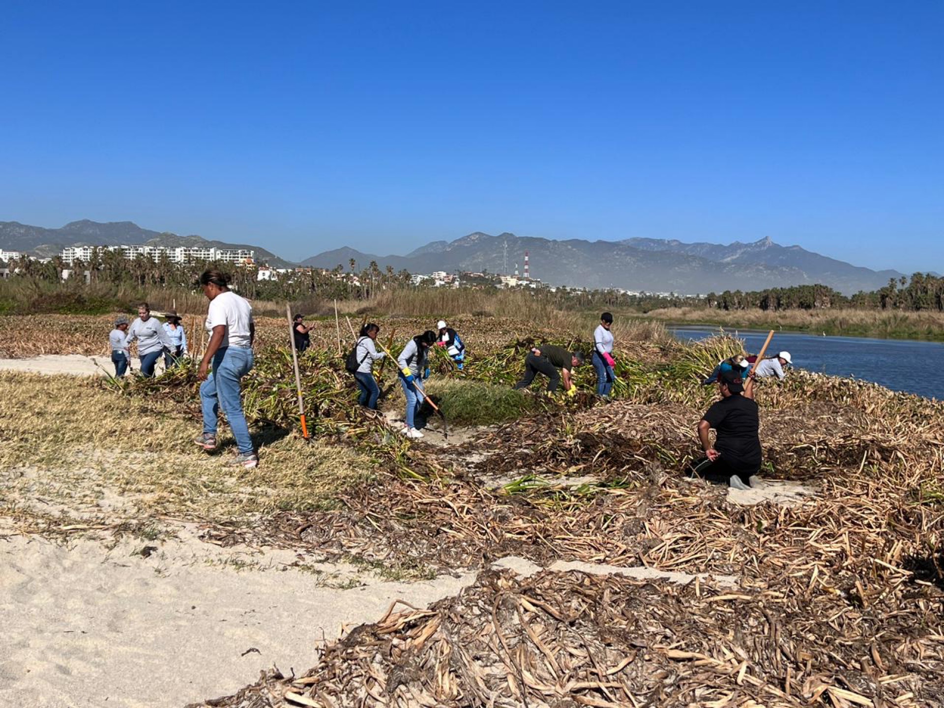 Recolectadas 80 toneladas de lirio acuático en playas que colindan con el Estero de San José del Cabo
