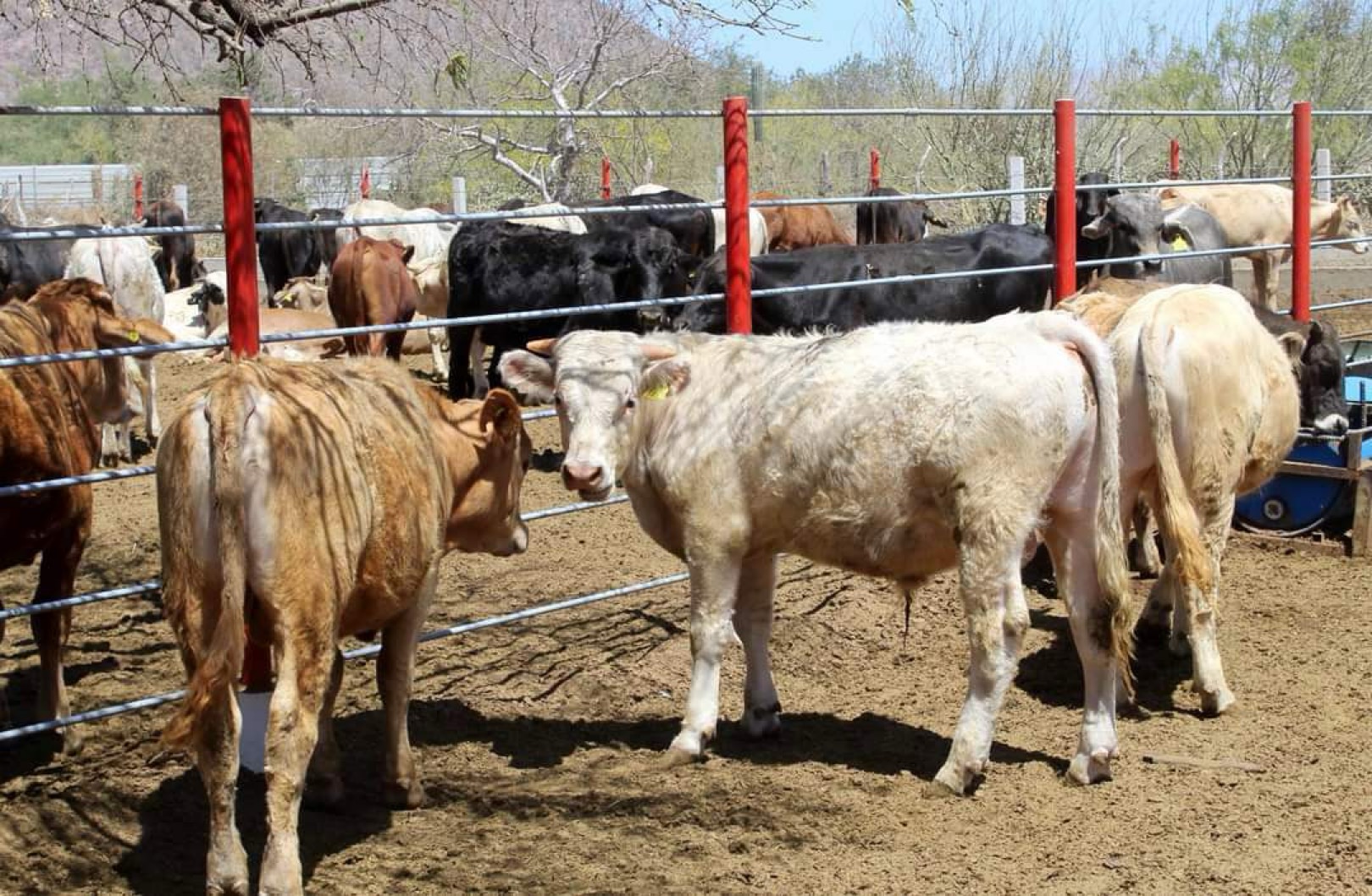 Inicia en Los Cabos barrido contra la tuberculosis en ganado bovino; en apoyo a ganaderos de zona rural de CSL