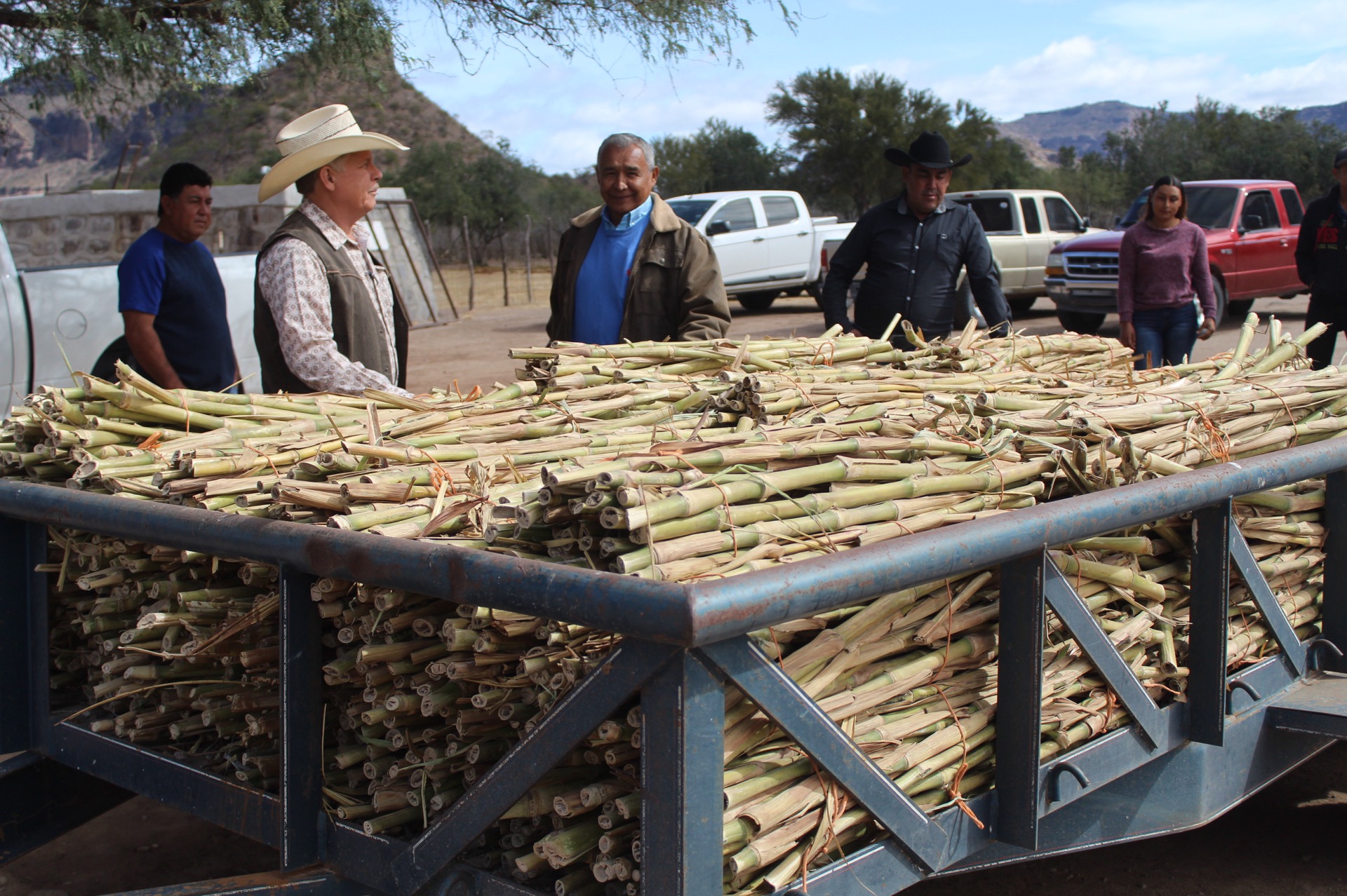 Distribuye SEPADA 30 toneladas de semilla de zacate Cuba para alimentar ganado