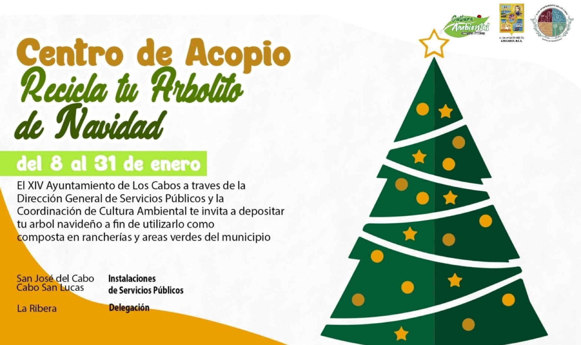 Listos Centros de Acopio de árboles navideños en Los Cabos; serán convertidos en composta