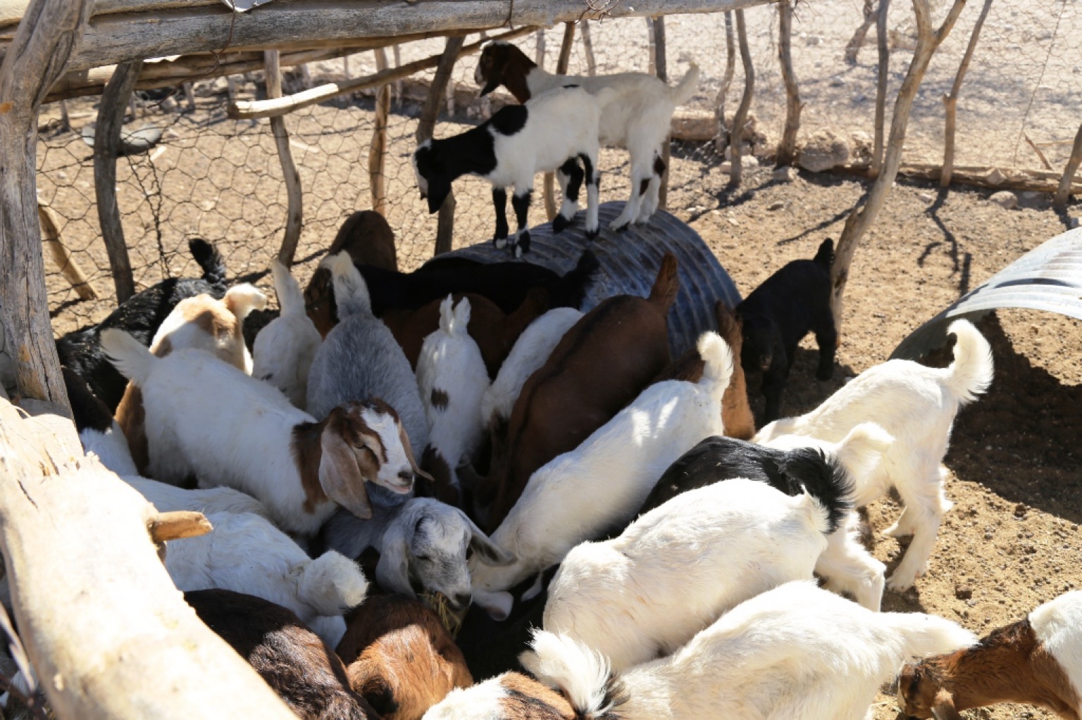 Con las mejoras al rastro municipal de La Paz , actualmente se reciben 500 animales