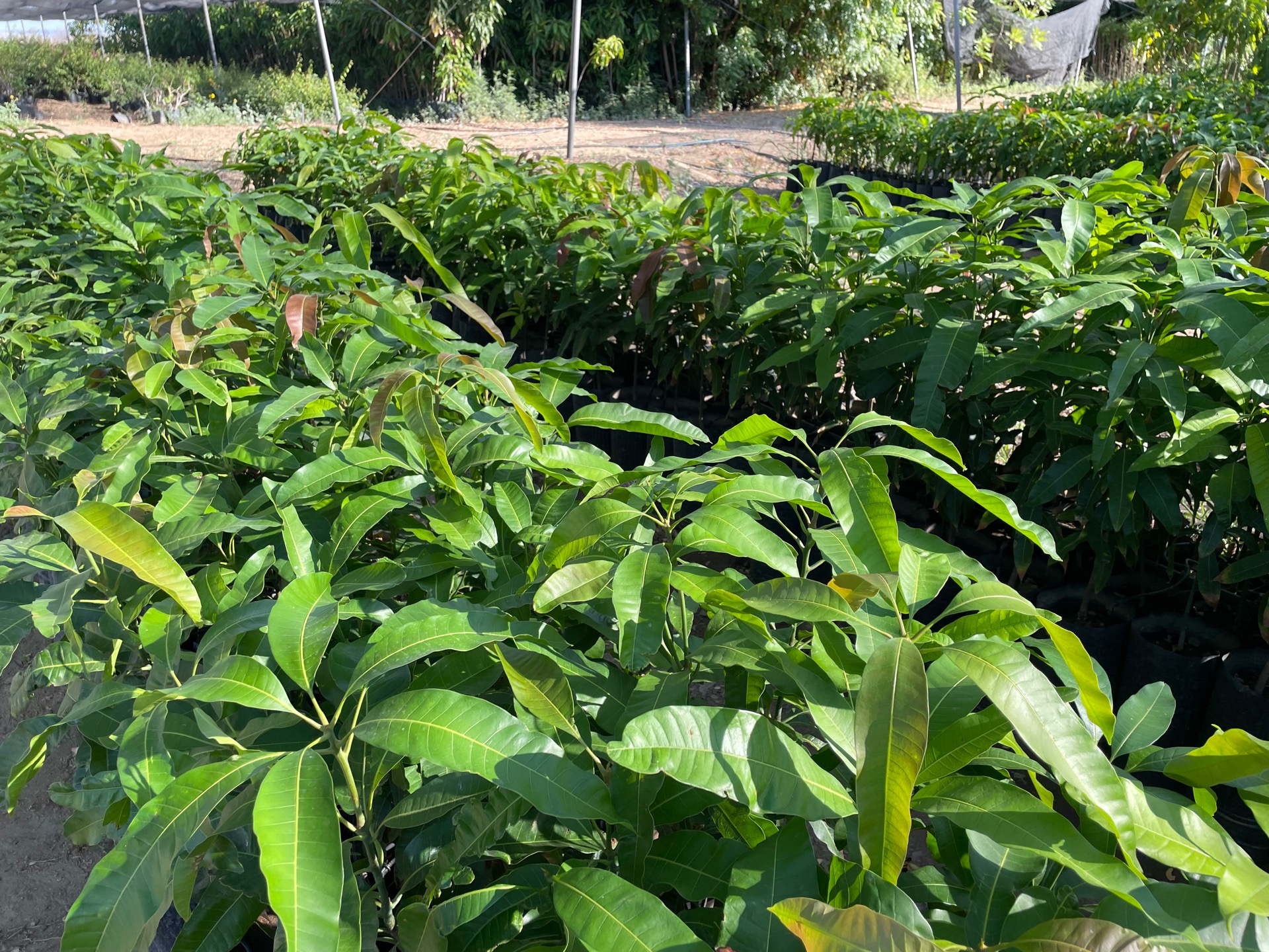 Dona SEPADA más de 10 mil plantas de ornato a instituciones en BCS