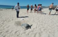 Ante gran afluencia de visitantes a las playas de Los Cabos, se redoblan recorridos en la costa principalmente en zonas de anidación de la tortuga marina