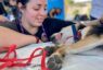 Supera Los Cabos meta anual del Plan Nacional de Desarrollo 2021; rebasa a 2 mil 352 esterilizaciones caninas y felinas