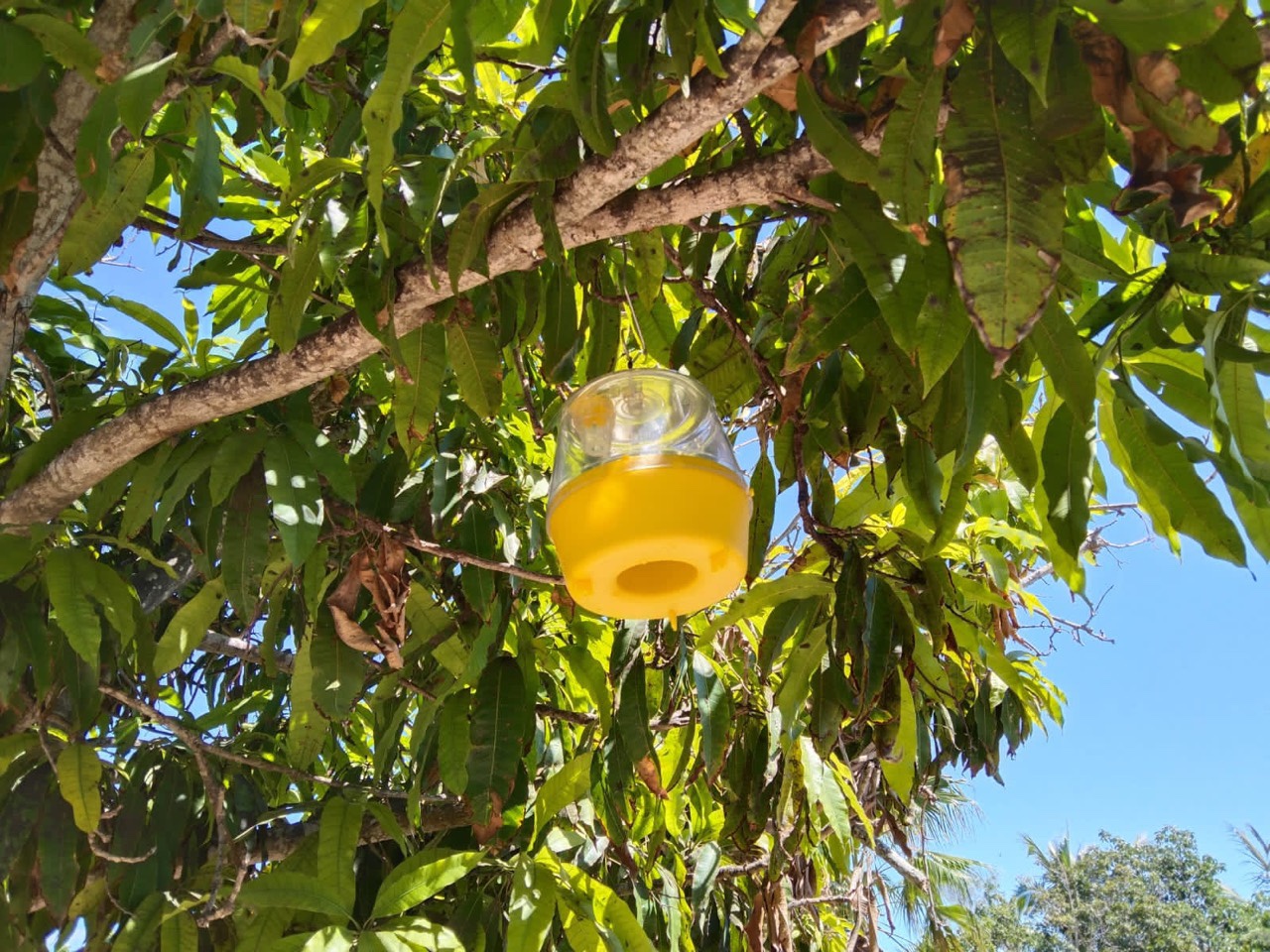 CONTINÚAN TRABAJOS PARA ERRADICAR MOSCA DE LA FRUTA EN BCS