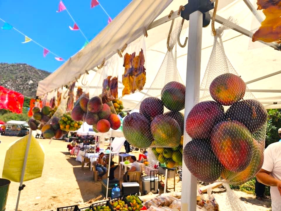 PRODUCEN EN BCS MÁS DE 10 MIL TONELADAS DE MANGO