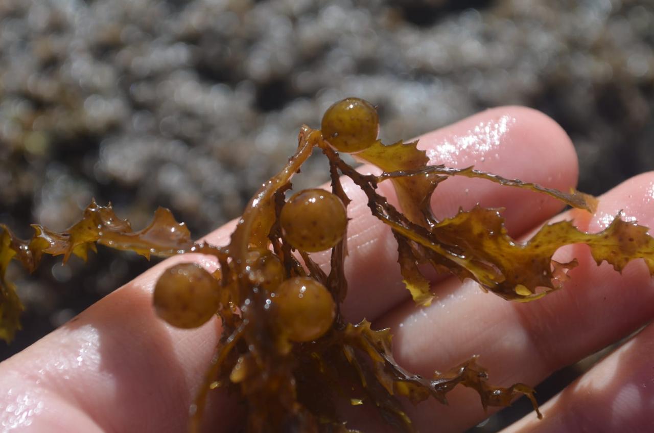 Estudian en la UABCS potencial agrobiotecnológico de algas pardas