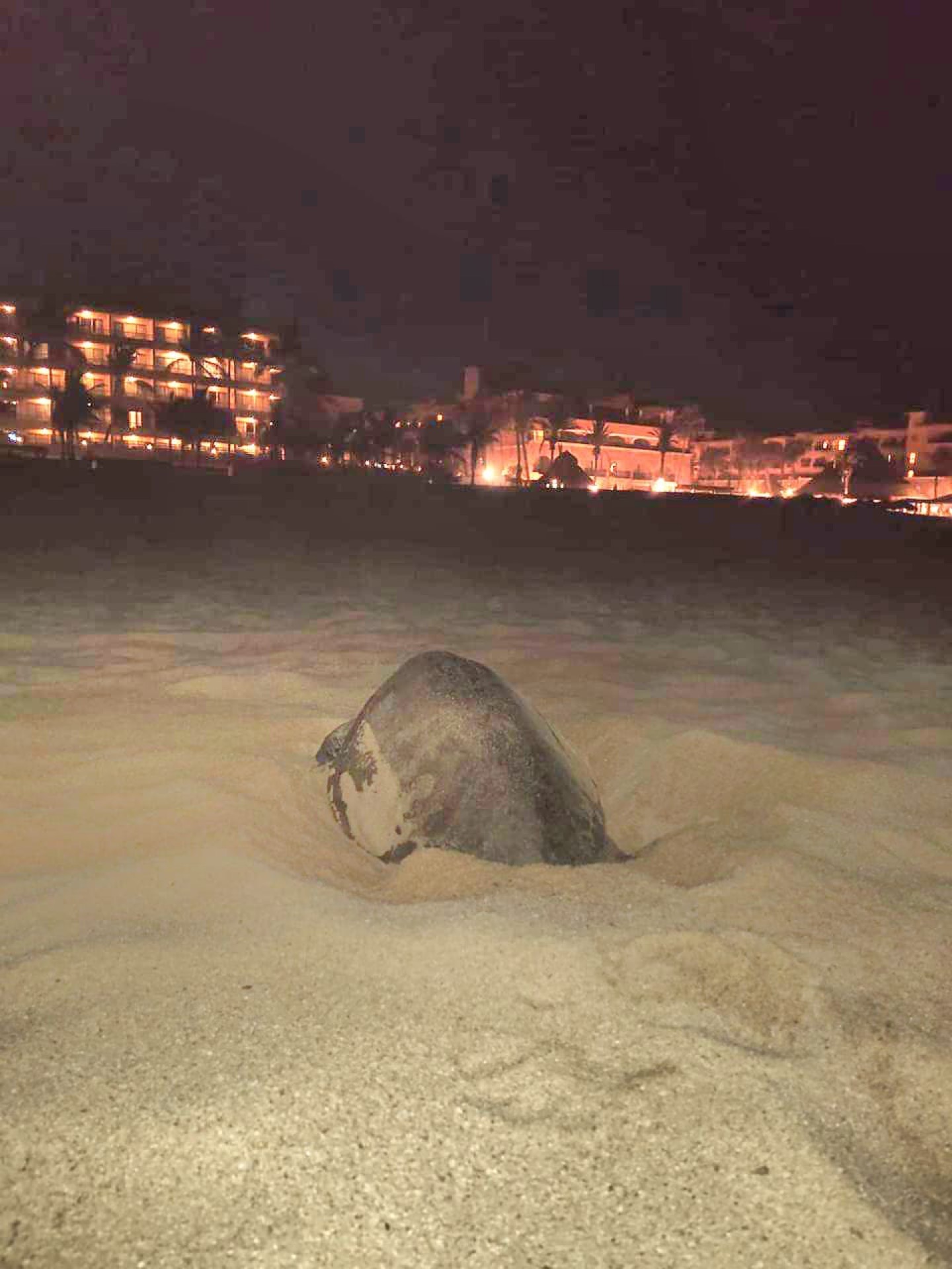 Existen 1 mil nidos de tortuga marina que están siendo protegidos en 21 corrales y cámaras de incubación a lo largo de las costas del municipio de Los Cabos
