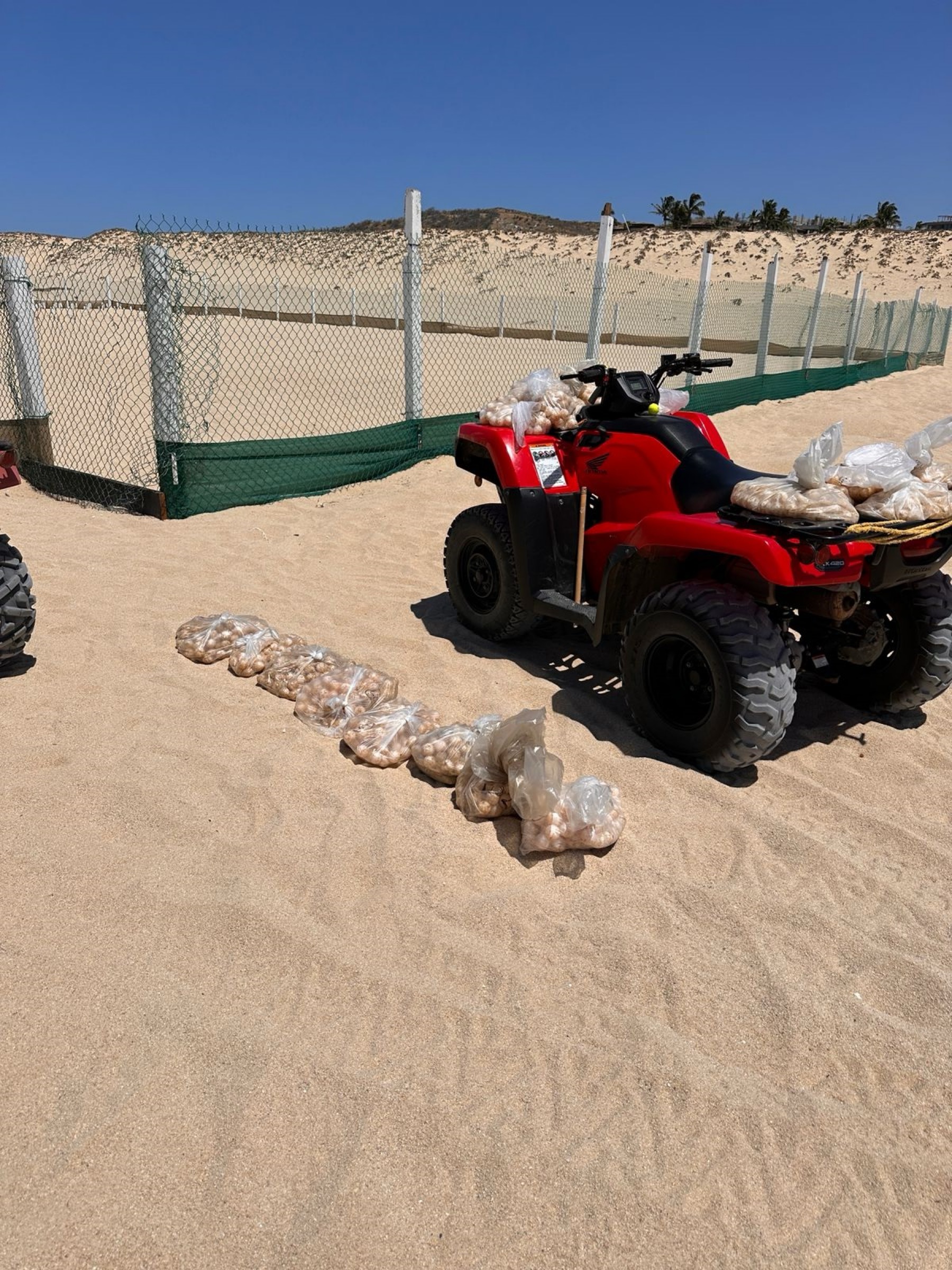 Anidación masiva de tortuga golfina de la temporada 2024-2025 con 205 nidos y 21 mil 740 huevos llegados a corral de incubación en Hotel Pueblo Bonito de CSL