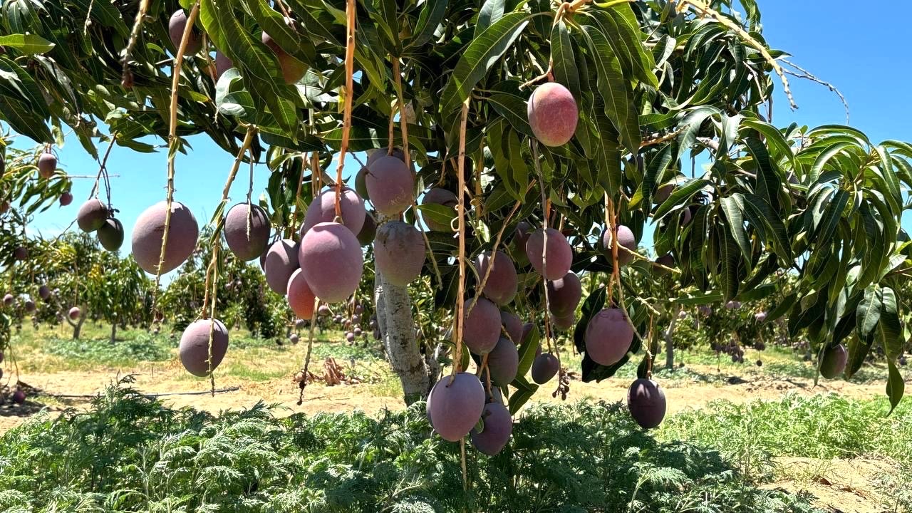 EN 3 AÑOS DE GOBIERNO, BCS AVANZA EN CAMPAÑA CONTRA LA MOSCA DE LA FRUTA