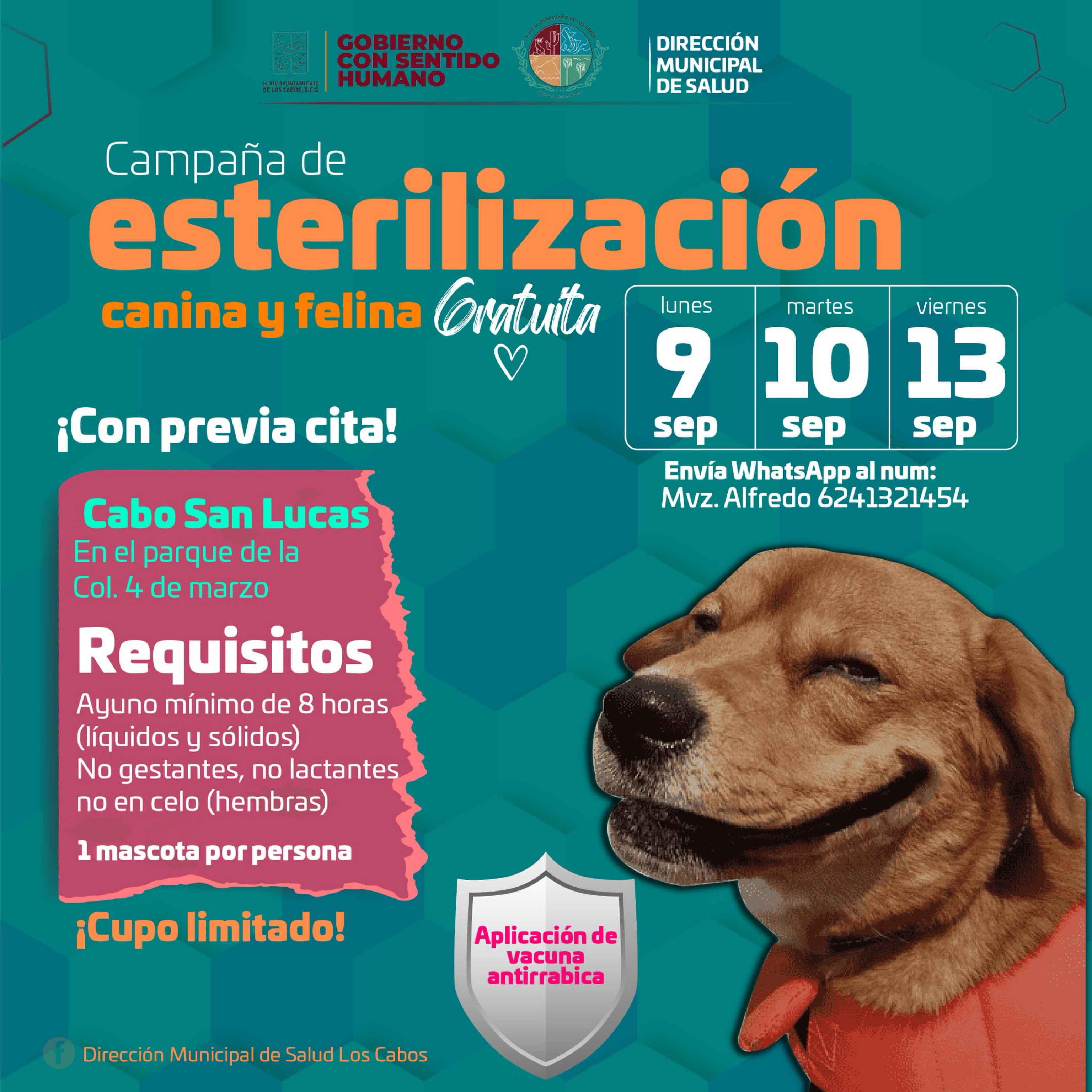 Mantienen Secretaría de Salud y Dirección de Salud de Los Cabos. Campaña de esterilización y vacunación antirrábica canina