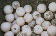 Más de 500 nidos y 30 mil huevos de tortuga golfina son resguardados por la Dirección General de Ecología y Medio Ambiente