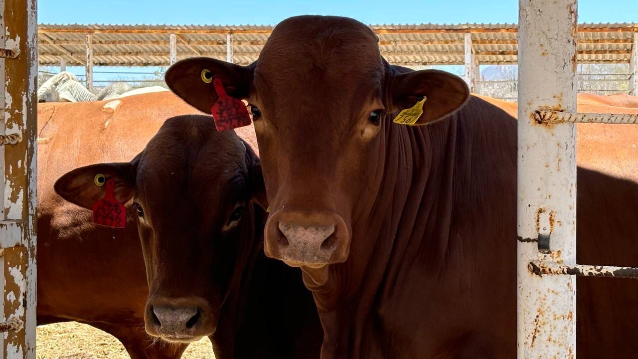 ACUERDA SEPADA FORMACIÓN DE NUEVA ASOCIACIÓN GANADERA EN MULEGÉ