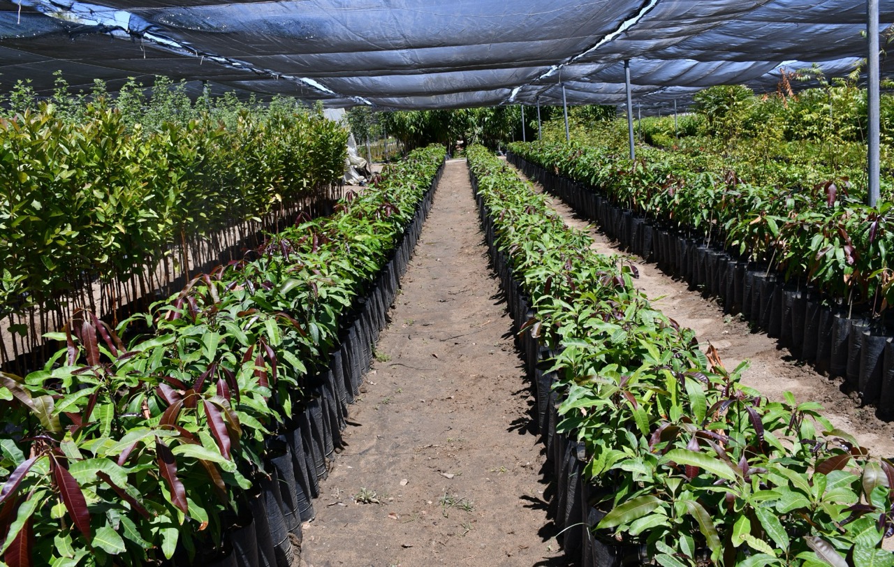 AUTORIDADES TRABAJAN EN PROPUESTA PARA INSTALAR VIVERO EN EL VALLE DE SANTO DOMINGO