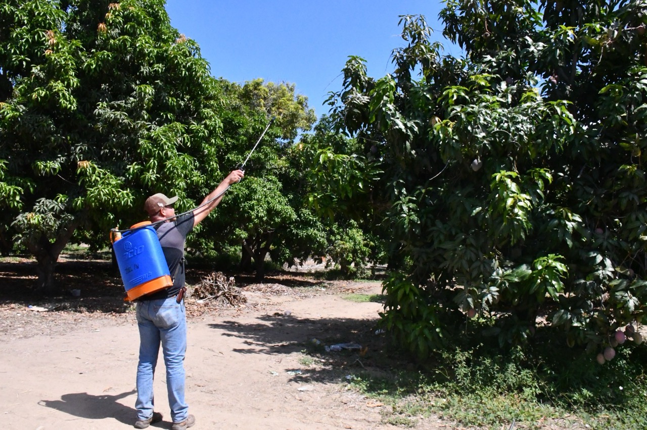 PLANEA SEPADA LLEVAR A CABO EXPOSICIÓN DE CAMPAÑA CONTRA MOSCA DE LA FRUTA