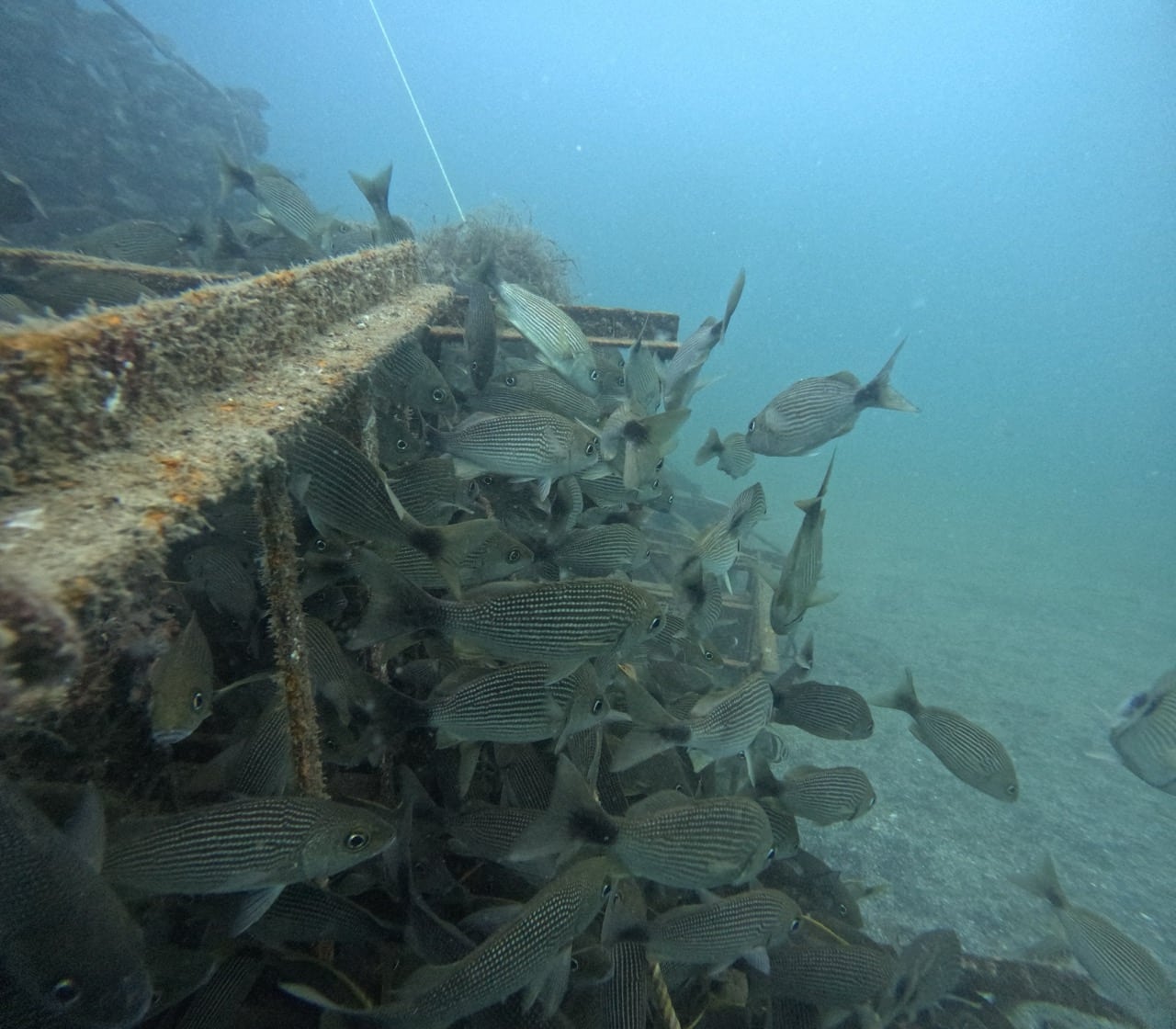 FORTALECE GOBIERNO DEL ESTADO BIODIVERSIDAD MARINA