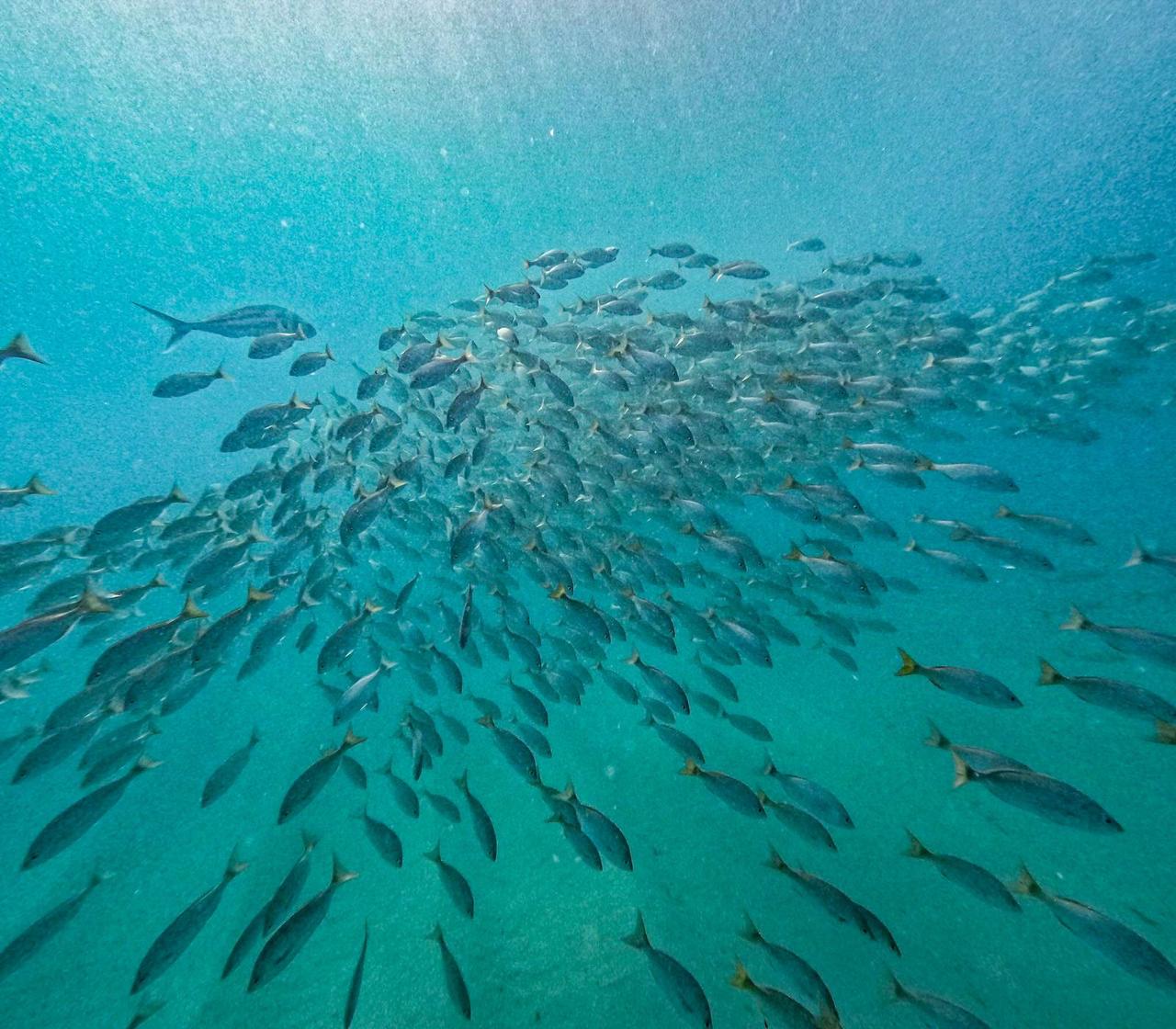 Inicia en Los Cabos monitoreo submarino para proteger especies en riesgo