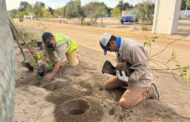 Más de 300 árboles reforestados en enero con el programa Pulmones Urbanos