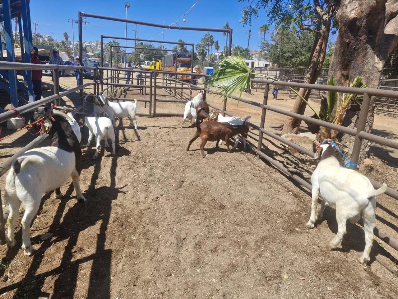 Afinan detalles para Expo Ganadera y Agrícola 2025 en San José del Cabo