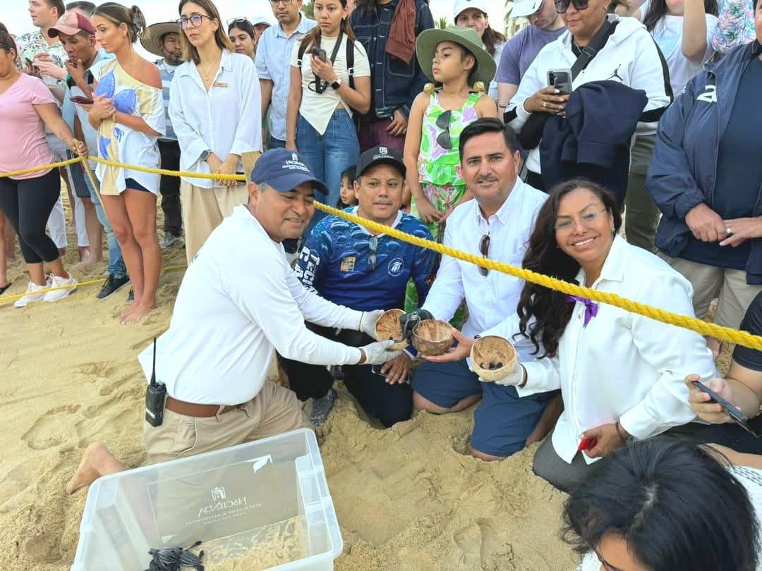 Liberan crías de tortugas Laúd y Golfina en la bahía de Cabo San Lucas