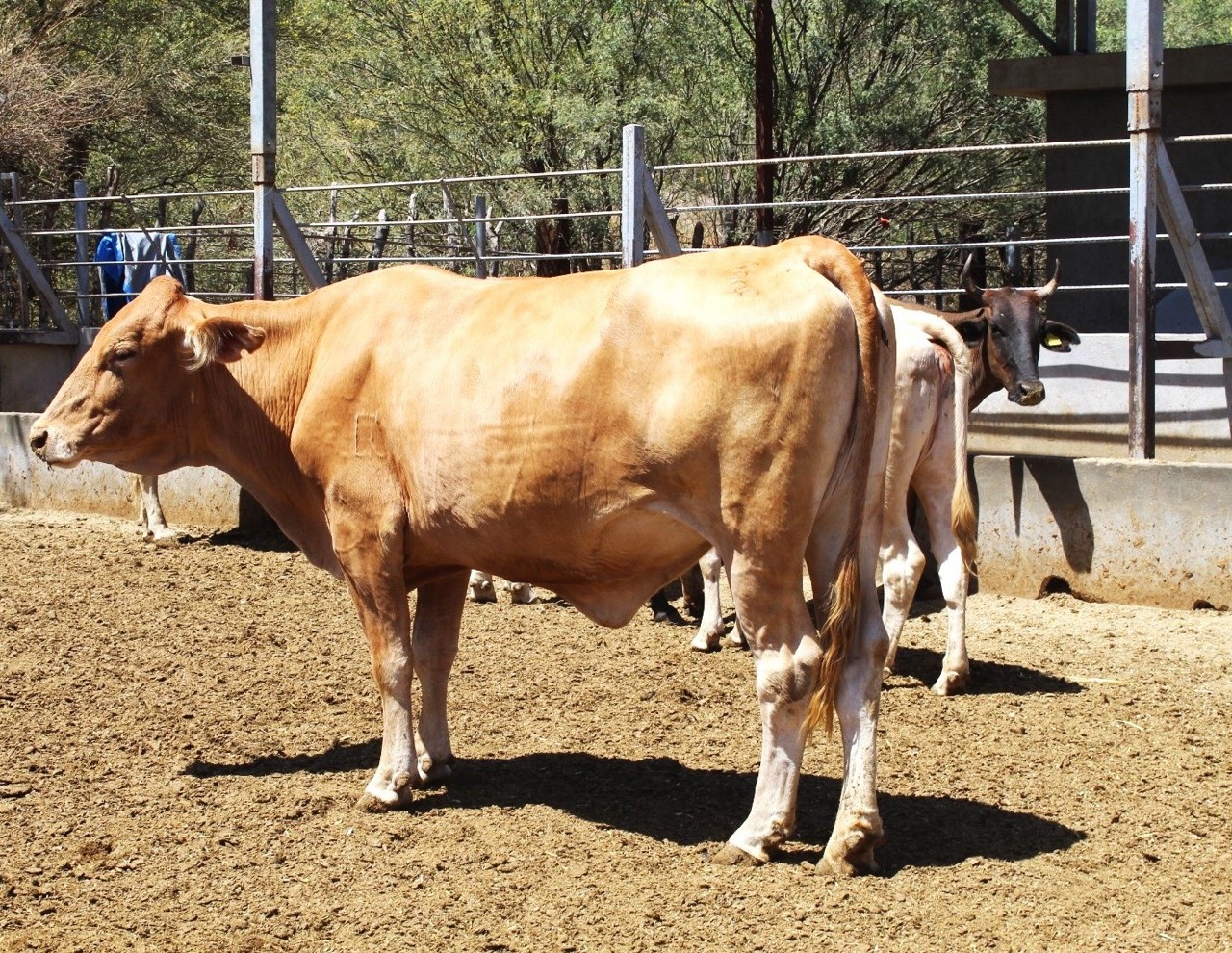 Fortalecen acciones del plan estratégico en materia de Tuberculosis Bovina en BCS
